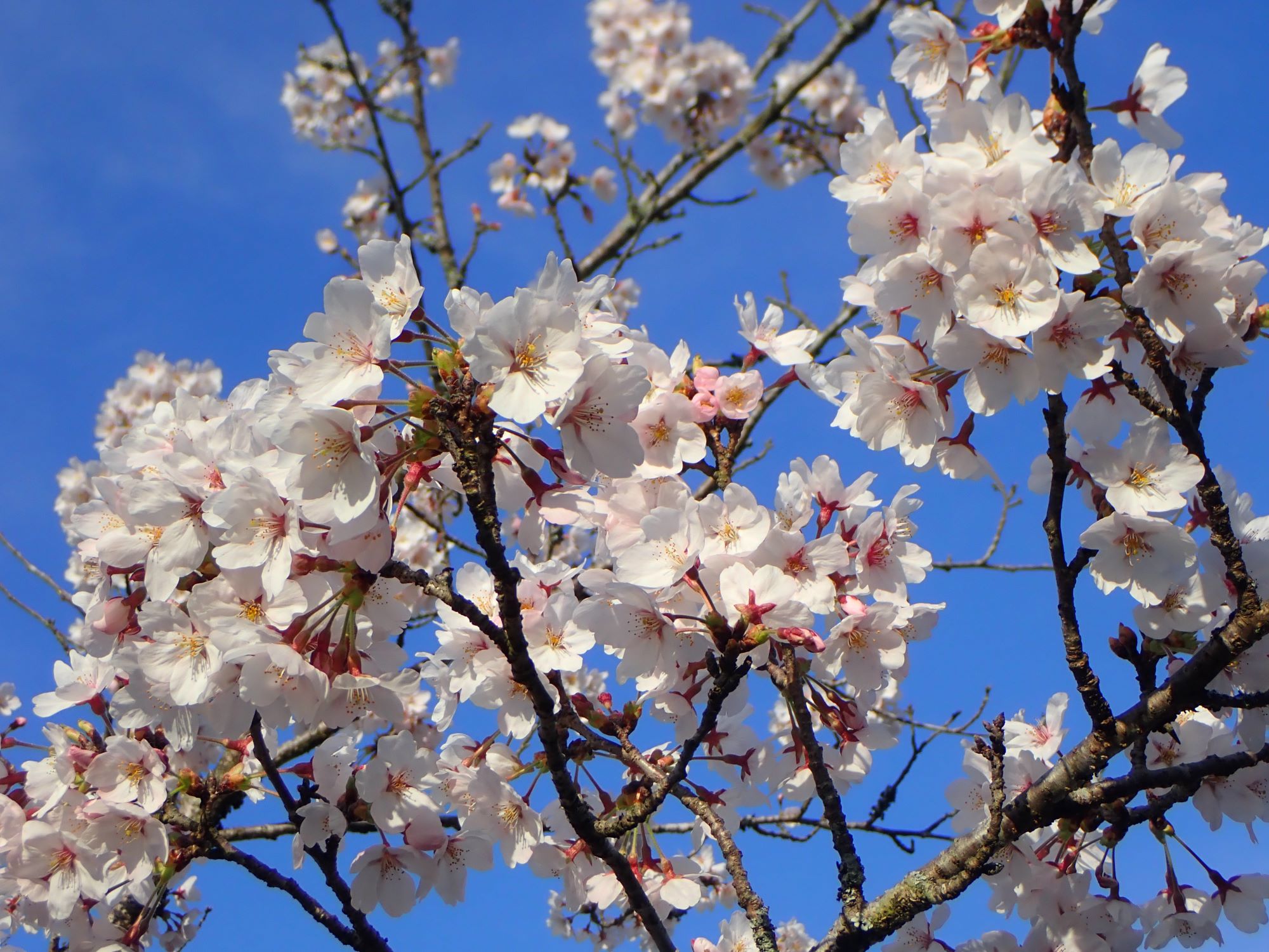 ソメイヨシノ（桜）がほぼ満開です。２０２４年４月５日（土） | せら