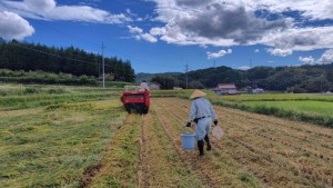 カエル調査20240918②